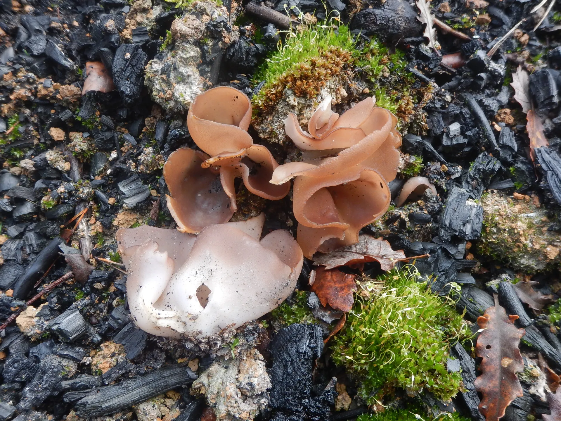 Daleomyces petersii, 25-12-27 (1)